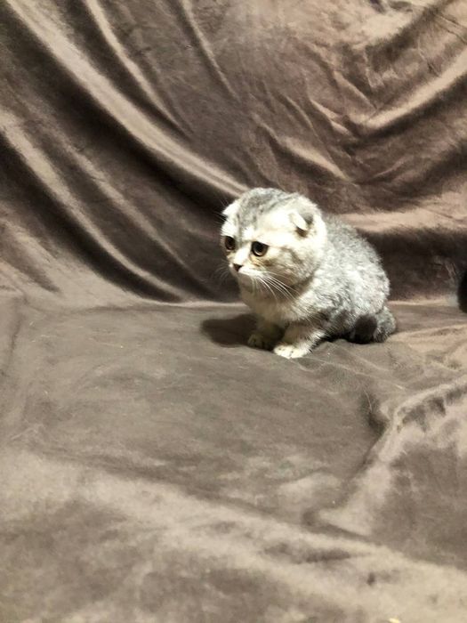 Британский катят продаю