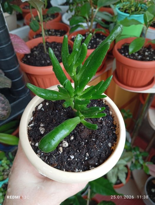 Продам комнатные растения