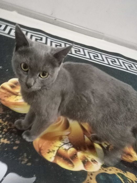 Домашний кот и кошка