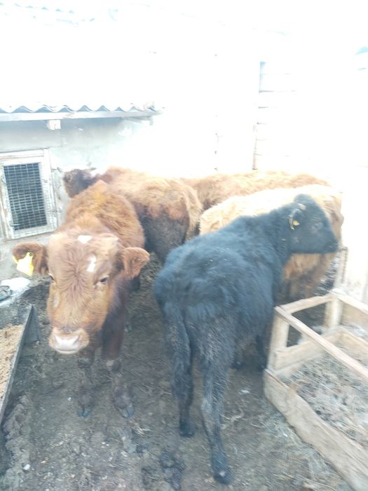 Продам телят ,,,