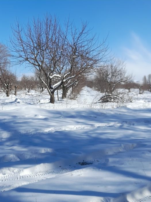 Обрезка плодовых деревьев кустарников