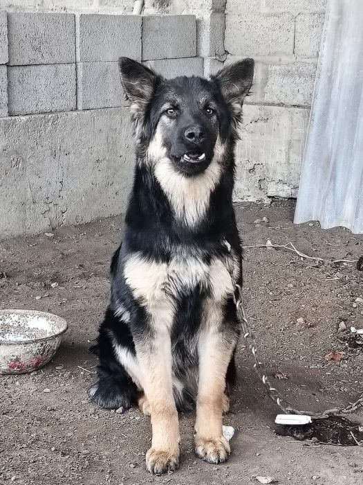 Продам щенок, овчарка