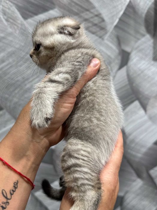 шиншиллы плюшевые детки