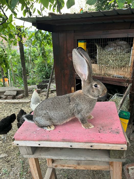 Uriaș german și rex dalmatian