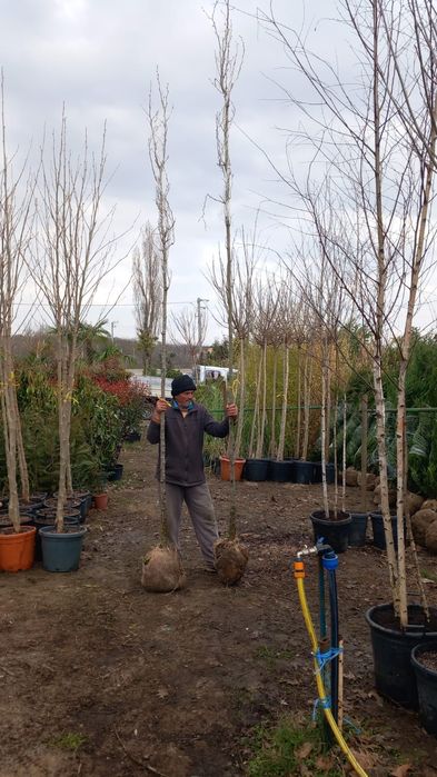 Platan  acer platanoides  catalpa  globular