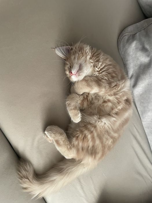 пропала кошка Мейн Кун, район малой станицы