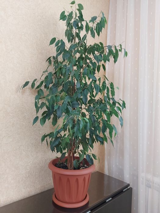 Комнатные  цветы