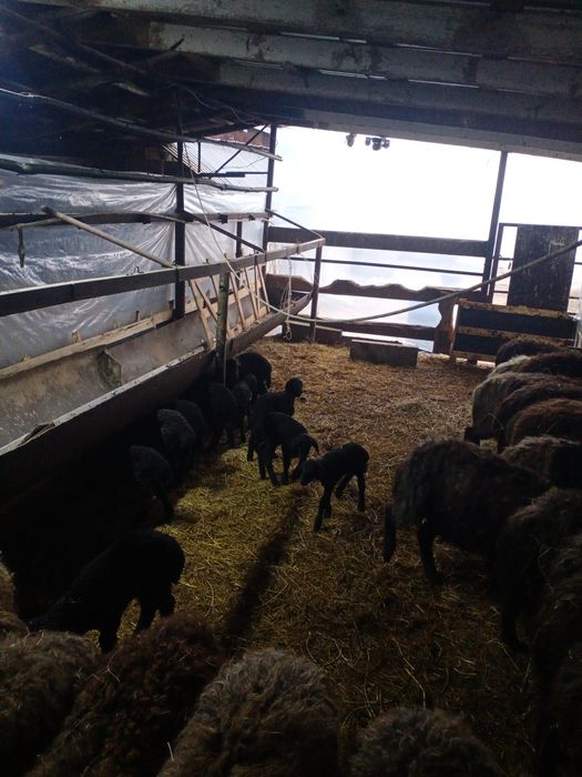 Қозылы қой каракульский