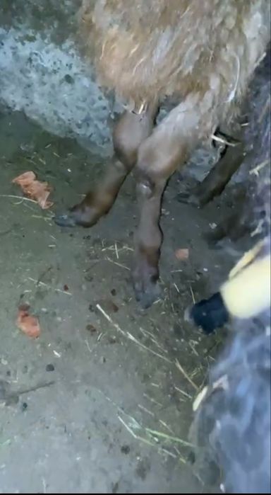 Veterinariya xizmati 24/7 aloqada
