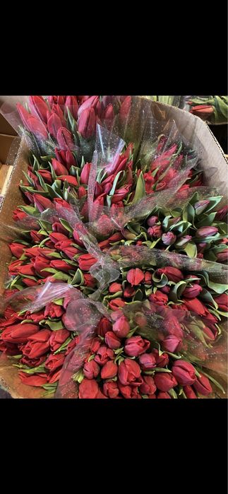 Тюльпаны оптом.