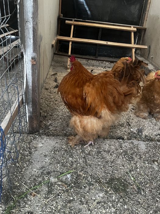 Gaini cochinchina urias - Familie - 2025 - Galben