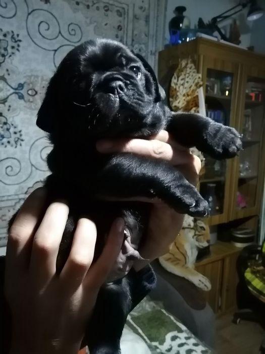 Продам щенков мопса