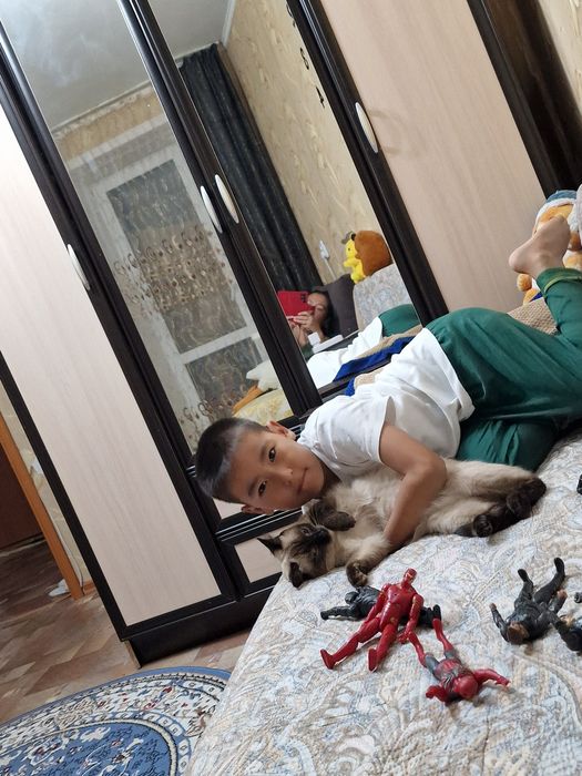 Отдам кошек в добрые руки.