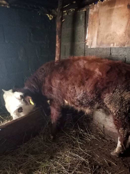 Продам бычки упитанные