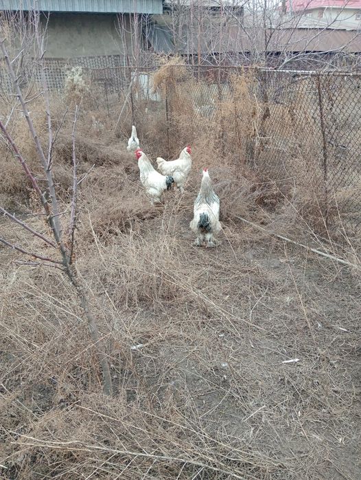 Инкубационные яйца брама