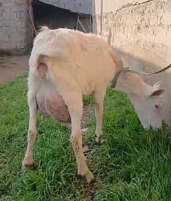 заненский ешкі сатылады