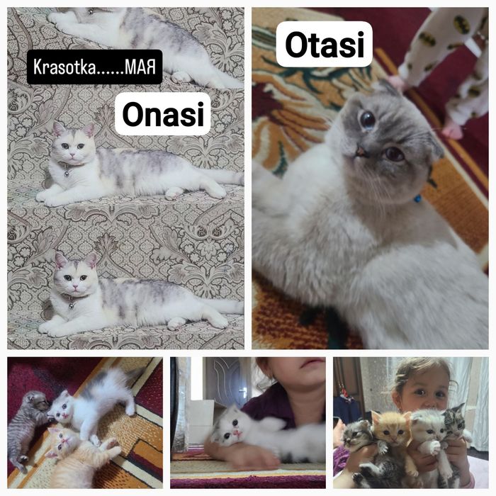 Mushuk bolasi 2 ta qz õğil