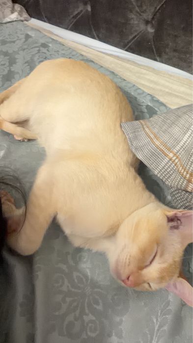 Продается Кот Пародистый