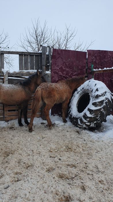 Жабағы Еркек сатылады.