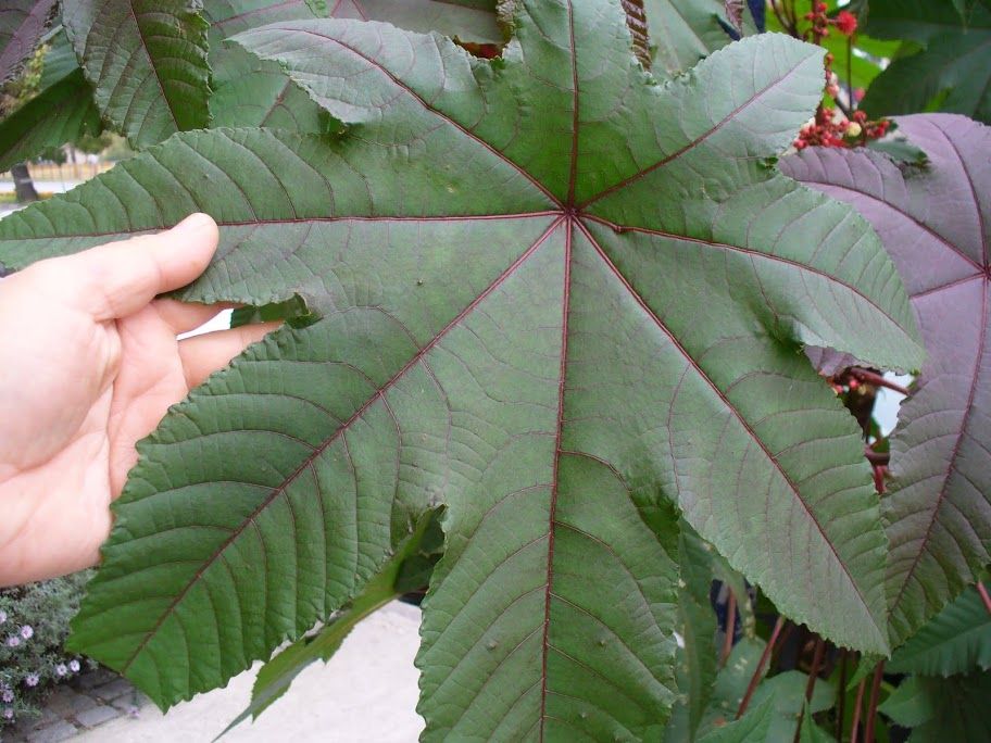 Семена за Рицин реколта 2025г.