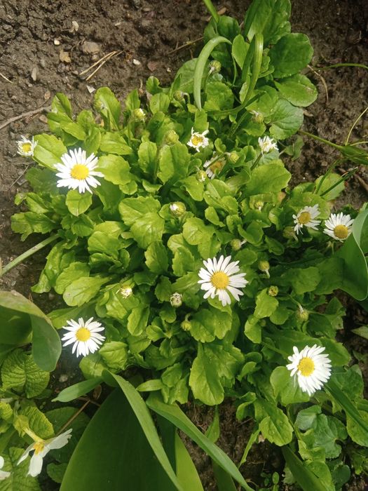 Лаванда, мята , маргаритки, примула, .