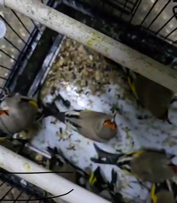 Шеглы на продажу