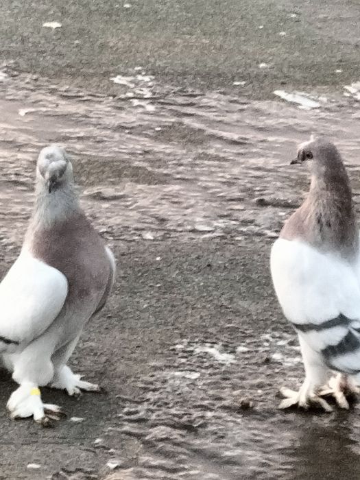 Голуби турецкие такла