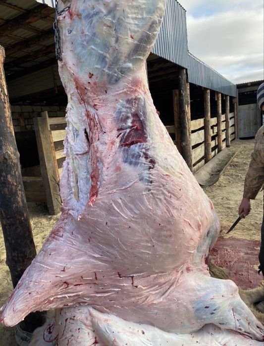 Түйе еті сатылады