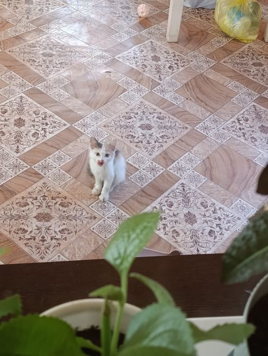 Отдам котенка в добрые руки
