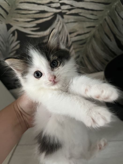 Отдам котят надежные добрые руки