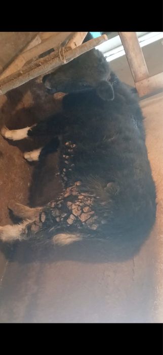 Урғашы сатылады 1 жасар үшеуі бар