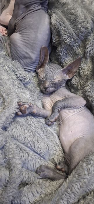 Донские сфинксы котята