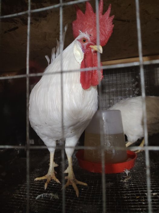 Продаются петушки Легорн.