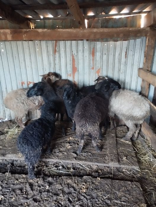 кой ,токты , кр яр Достык 61