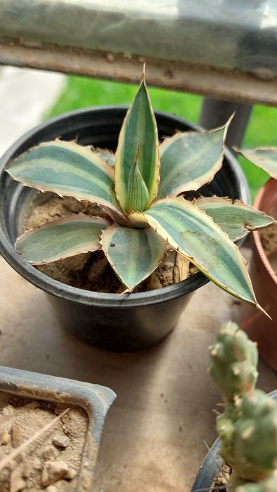 Agave  различни видове