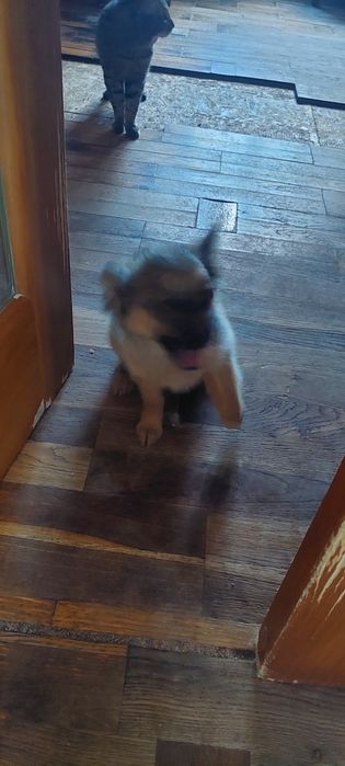 Щенок. Девочка. 2 месяца.