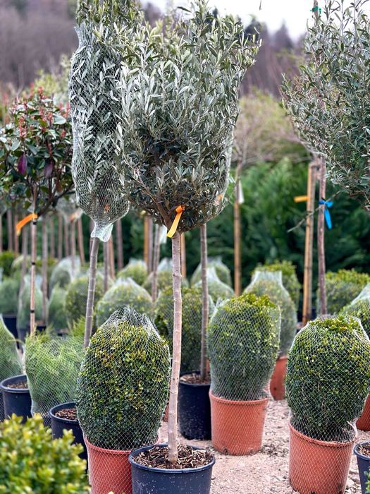 Plante Decorative Viguroase – Intimitate și Stil pentru Curte