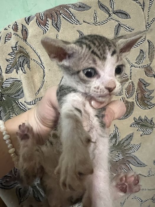 Котята девочки сфинкса