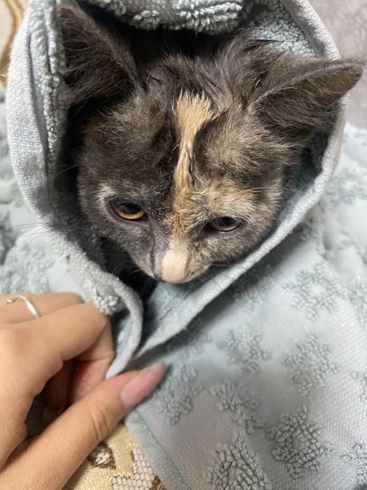 Отдадим кошечку в добрые руки