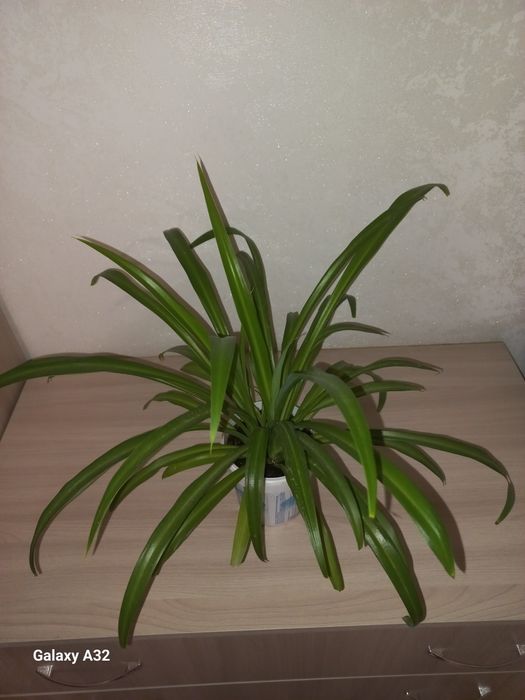 Хлорофитум  комнатный