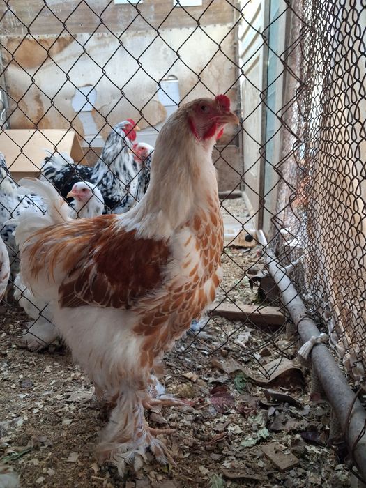 Куры Брама Золото