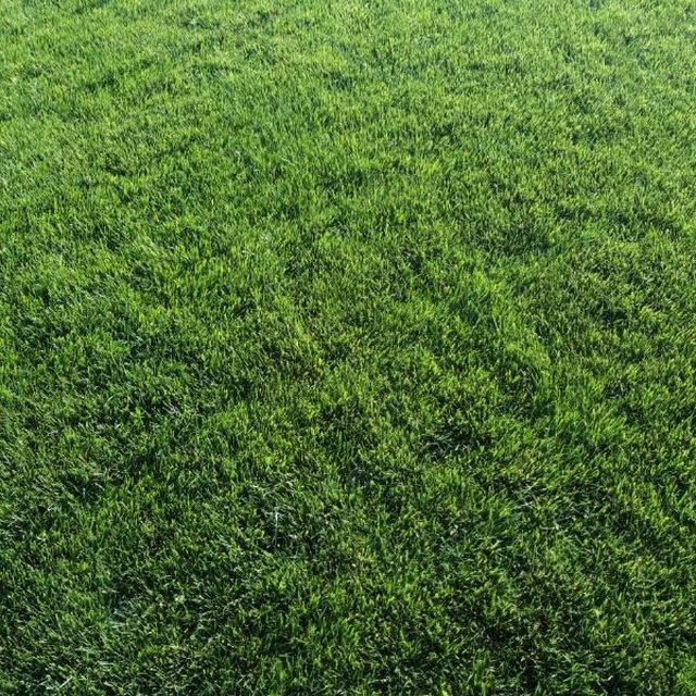 Газон сотамиз оптом рулонный