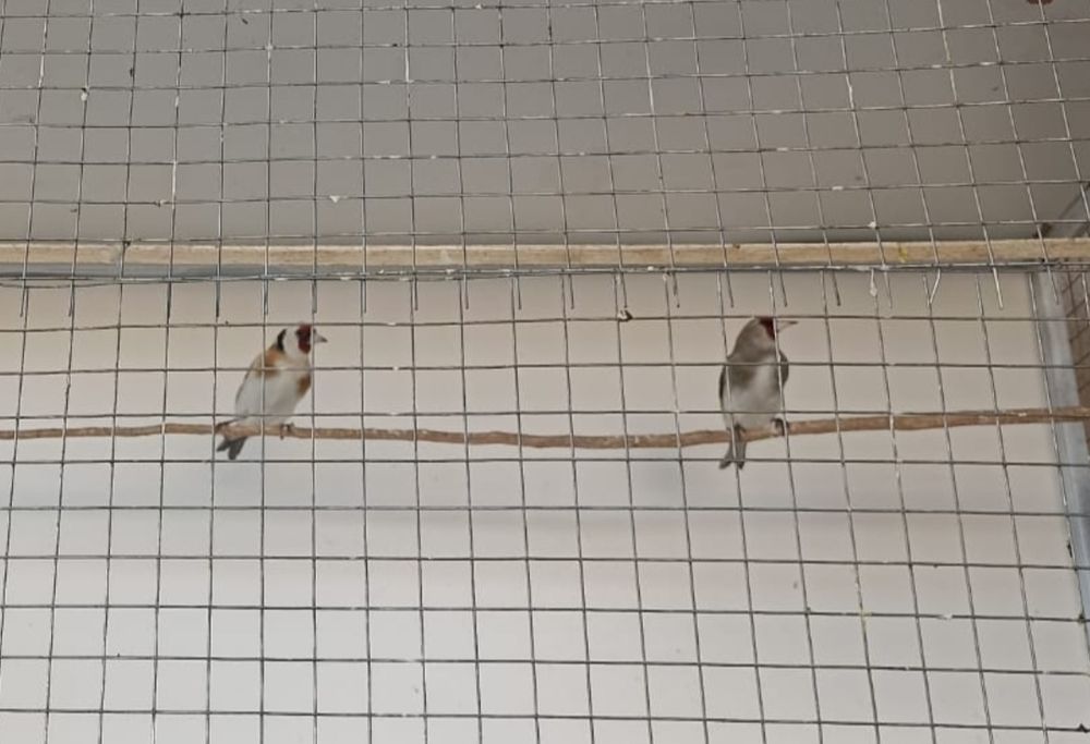 Щегол. пепельный