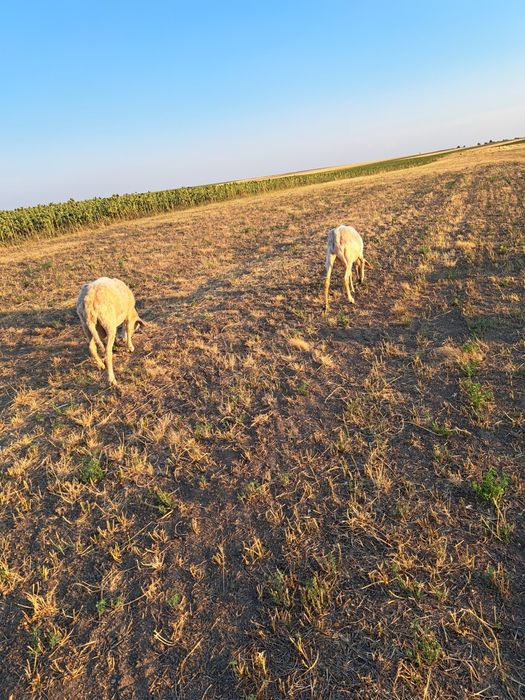 Oi assaf, lacaune si ille de France de vânzare.