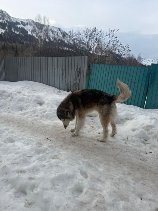 Щенки для охраны