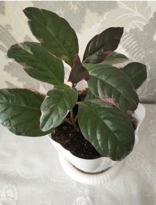 Псевдоэрантенум 3500 тенге