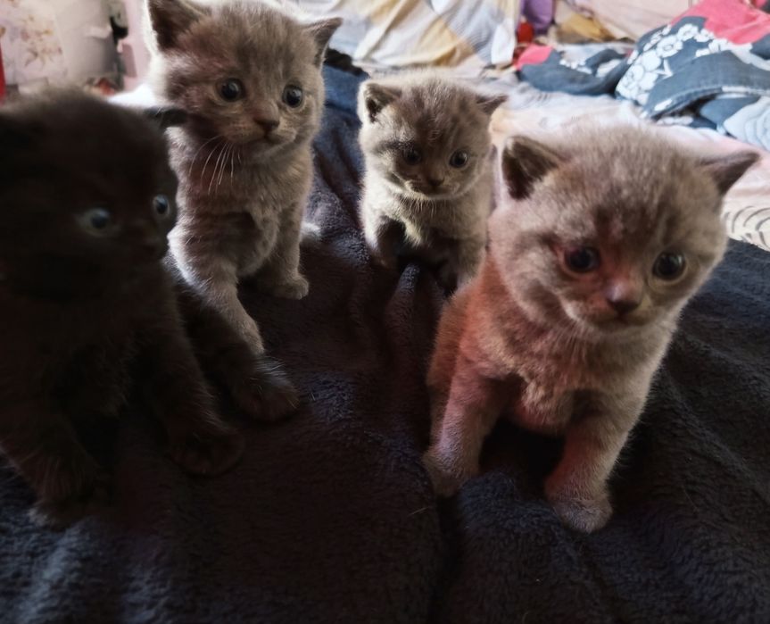Британски котенца