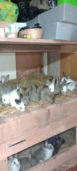 Vand pui de iepurasi