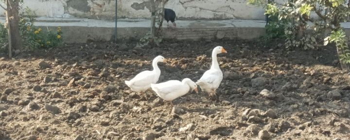 Gozlar bor sotilaydigon