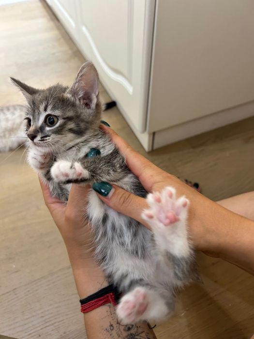 Отдам котят любящим хозяевам